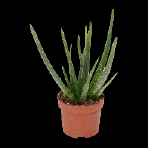 GARDENLINE Aloe vera 2.29&nbsp;&euro;