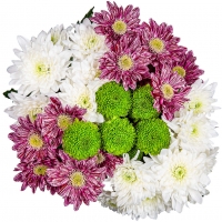 Kaufland  Chrysanthemen Mix