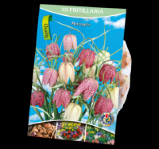 Blumenzwiebeln