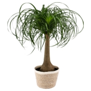 GARDENLINE Beaucarnea