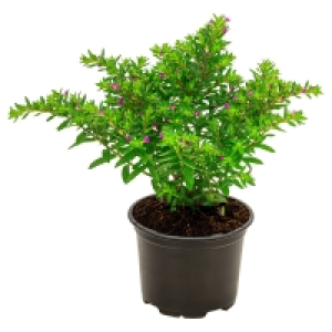 Aldi Süd  GARDENLINE Herbstpflanze