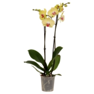 GARDENLINE 2-Trieber-Orchidee 6.99 €