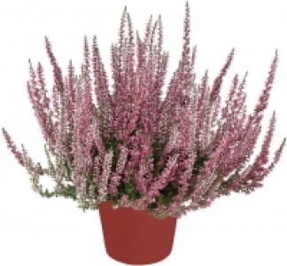 Herbstpflanzen 2.49 €
