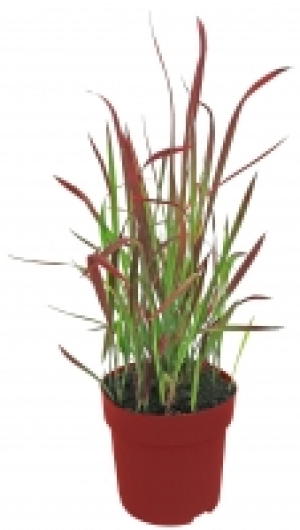 Herbstpflanzen 3.99 €