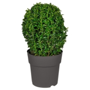 Aldi Süd  GARDENLINE Euonymus