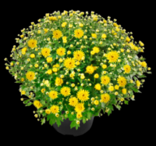 Chrysanthemenbusch 3.49 €