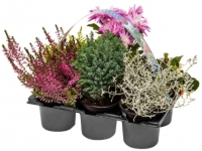 Herbstpflanzen-Mix 6.99 €