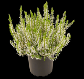 Besenheide 0.99 €