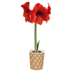 Aldi Süd  GARDENLINE Amaryllis