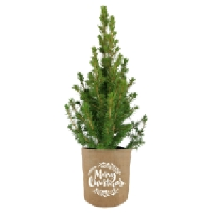 GARDENLINE Zuckerhutfichte Natur