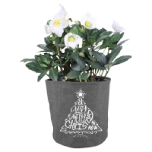 GARDENLINE Helleborus
