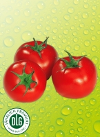 Norma Ernteschatz To­ma­ten