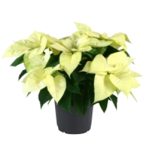 Aldi Süd  Poinsettia/Weihnachtsstern