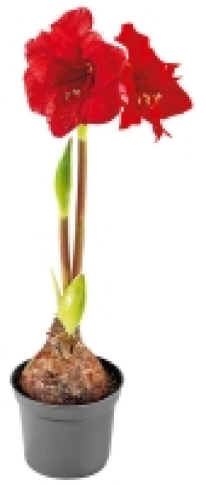 Ritterstern 3.99 €