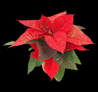 Weihnachtsstern