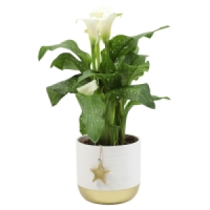 Calla im Trendkeramiktopf