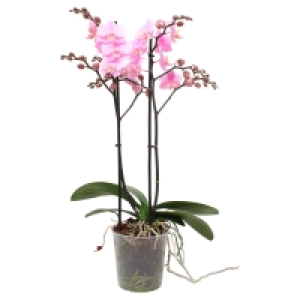 Aldi Süd  GARDENLINE 2-Trieber-Orchidee