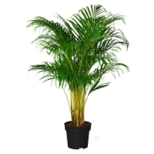 Bauhaus  Piardino Goldfruchtpalme