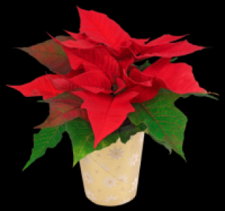 Mini-Weihnachtsstern 1.29 €