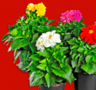 Dahlien 1.79&nbsp;&euro;