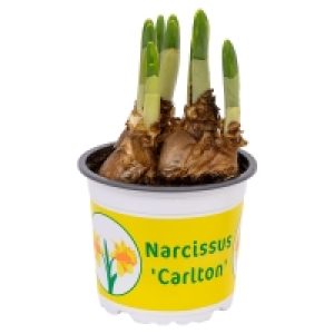 GARDENLINE Frühlingsblumenzwiebeln