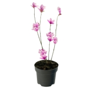 Aldi Süd  GARDENLINE Magnolie