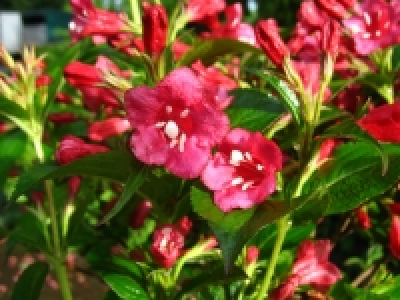 Weigelie Bristol Ruby® rot blühend, 1 Strauch