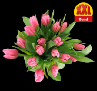 Tulpen