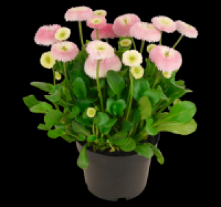 Gänseblümchen 1.49 €
