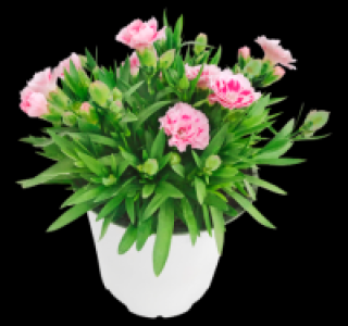 Gartennelke 2.99 €