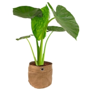 GARDENLINE Grünpflanze 8.99 €