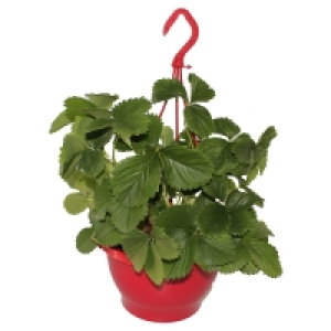 GARDENLINE Erdbeerampel 3.99 €