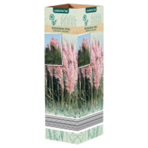 GARDENLINE Pampasgras 1.99 €