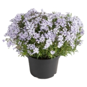 GARDENLINE Polsterstauden im kompostierbaren Topf 1.99 €