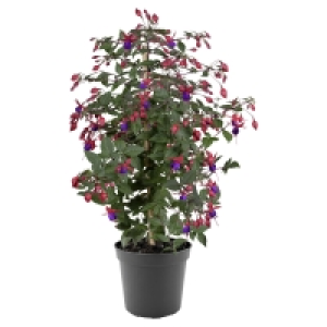 Aldi Süd  GARDENLINE Fuchsienstämmchen