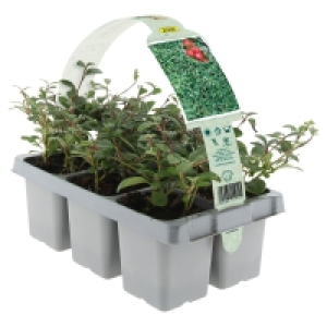 GARDENLINE Bodendecker