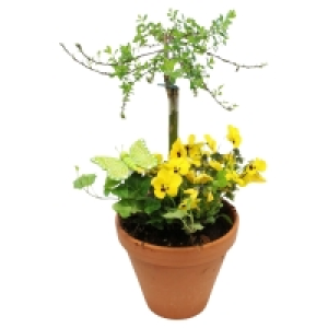 GARDENLINE Salix