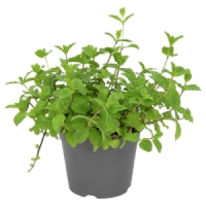 GARDENLINE Bio-Kräuter