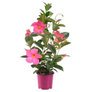 GARDENLINE Dipladenia Pyramide oder Spalier