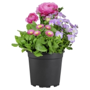 GARDENLINE Beetpflanzen Quattro