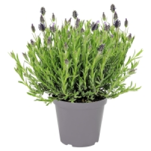 GARDENLINE Italienischer Schopflavendel