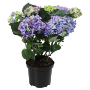 GARDENLINE Hortensienbusch