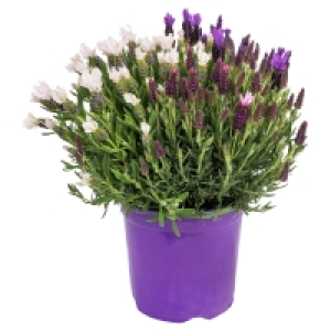 Aldi Süd  GARDENLINE Lavendel-Busch-Trio