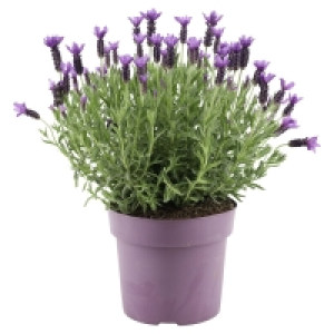 GARDENLINE Lavendel 6.99 €