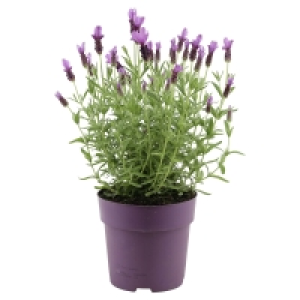 GARDENLINE Lavendel 3.99 €
