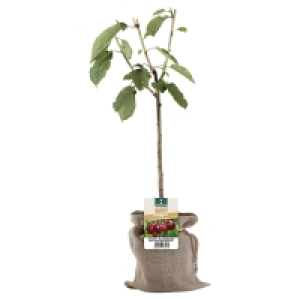 Aldi Süd  GARDENLINE Obstbaum