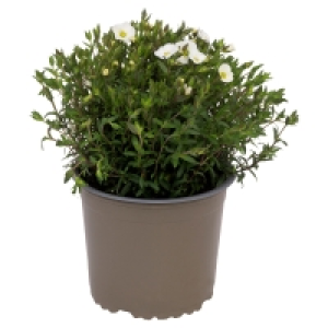 GARDENLINE Polsterstauden