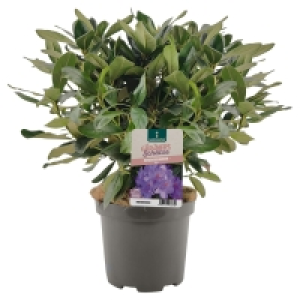 GARDENLINE Gartenpflanze
