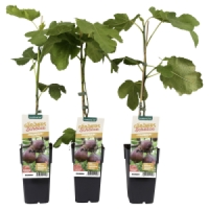 GARDENLINE Beerenstrauch