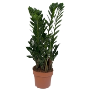GARDENLINE Grünpflanze 9.99 €